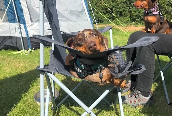Dog Friendly